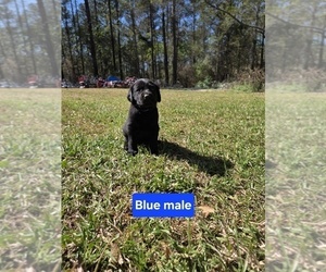 Medium Labrador Retriever