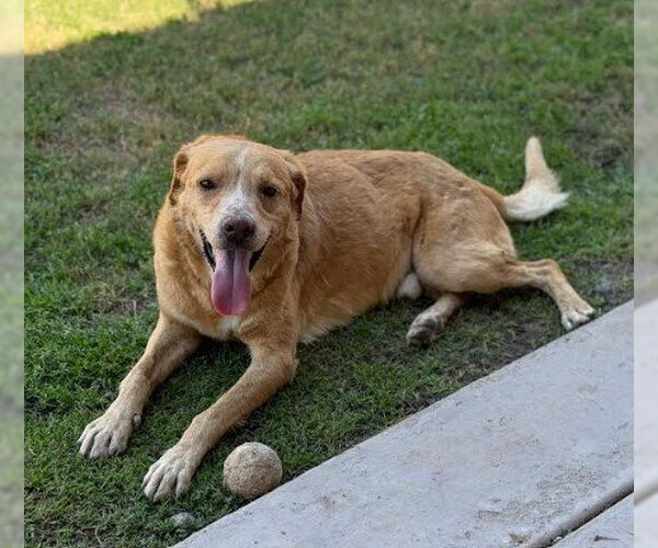 Medium Photo #5 Golden Labrador Puppy For Sale in San Diego, CA, USA