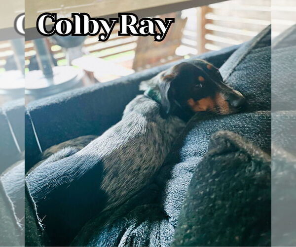 Medium Photo #4 Dachshund-Unknown Mix Puppy For Sale in San Antonio, TX, USA