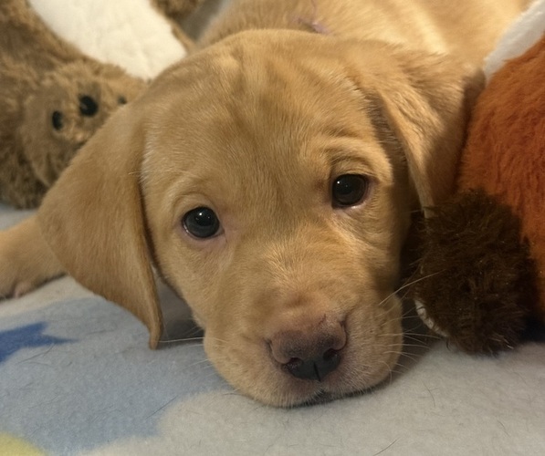 Medium Photo #3 Labrador Retriever Puppy For Sale in SPOTSYLVANIA, VA, USA