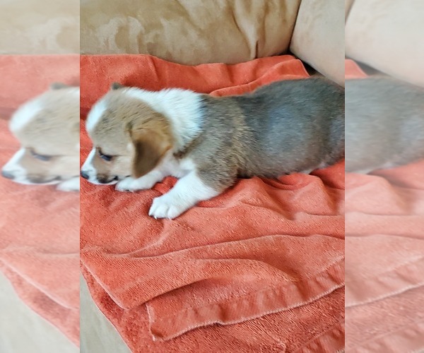 Medium Photo #3 Pembroke Welsh Corgi Puppy For Sale in BRIGGSDALE, CO, USA