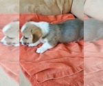 Small Photo #3 Pembroke Welsh Corgi Puppy For Sale in BRIGGSDALE, CO, USA