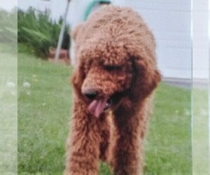 Father of the Irish Doodle puppies born on 01/30/2020