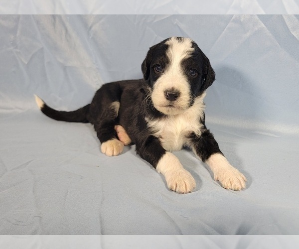 Medium Photo #20 Bernedoodle Puppy For Sale in BLACK FOREST, CO, USA
