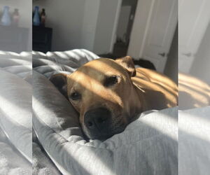 Huncho - Male Black Mouth Cur-Boxer Mix Dog for Adoption - Photo #2