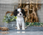 Small #1 Cavalier King Charles Spaniel