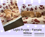 Puppy Willow Golden Retriever