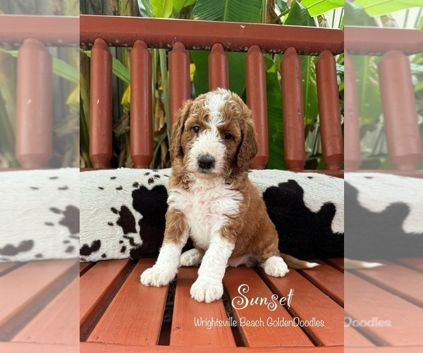 Medium Photo #1 Goldendoodle (Miniature) Puppy For Sale in WILMINGTON, NC, USA