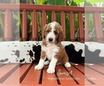 Image preview for Ad Listing. Nickname: Red collar
