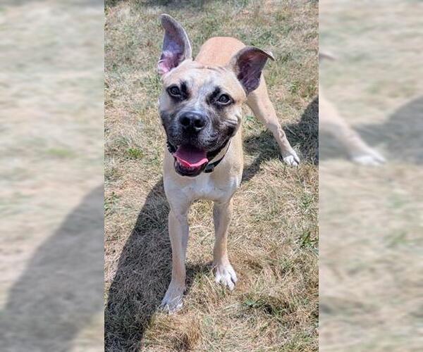 Medium Photo #1 Boxer-Unknown Mix Puppy For Sale in Akron, OH, USA