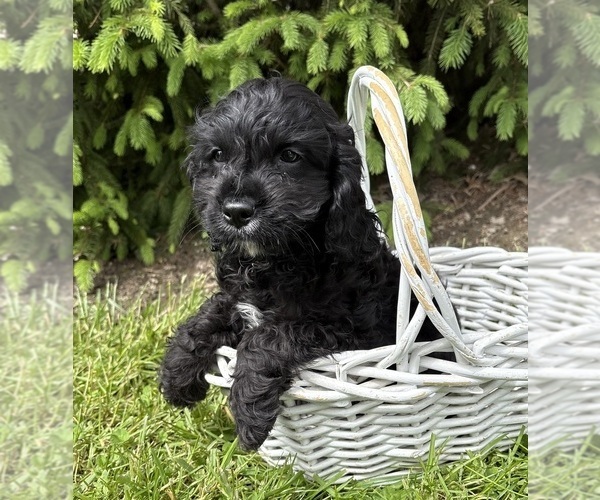 Medium Photo #2 Golden Mountain Doodle Puppy For Sale in MIDDLEBURY, IN, USA