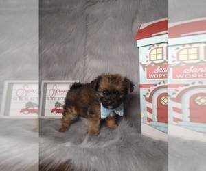 Poodle (Miniature)-Shorkie Tzu Mix Puppy for sale in INDIANAPOLIS, IN, USA