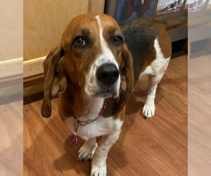 Basset Hound Dogs for adoption in Petaluma, CA, USA