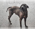 Small #2 Mutt
