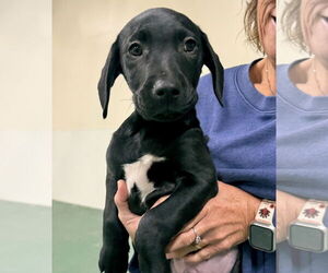 Catahoula Leopard Dog-Labrador Retriever Mix Dogs for adoption in GILBERTS, IL, USA