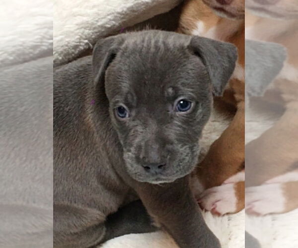 Medium Photo #3 Mutt Puppy For Sale in Euless, TX, USA