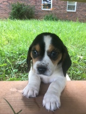 Bagle Hound Puppy for sale in STONY POINT, NC, USA