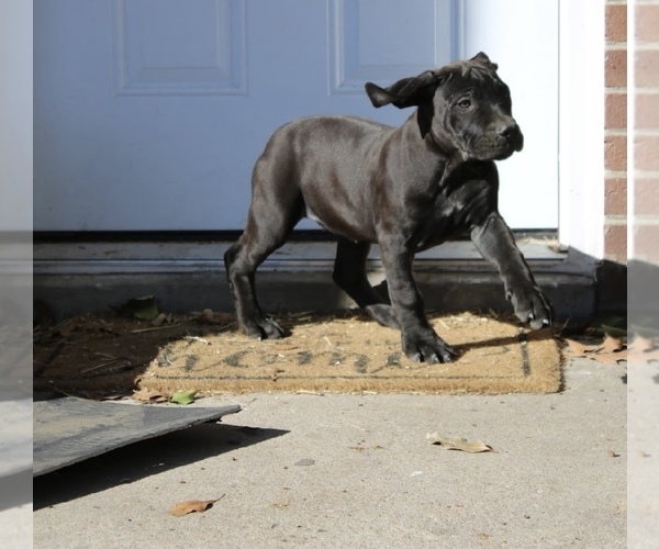 Medium Photo #11 Boerboel Puppy For Sale in NORFOLK, VA, USA