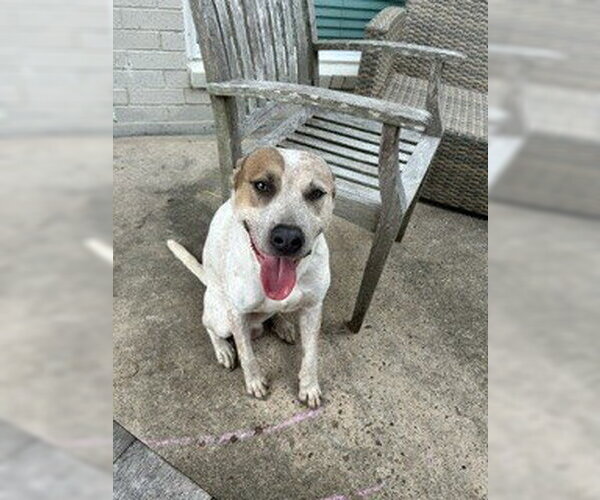 Medium Photo #1 Mutt Puppy For Sale in Pearland, TX, USA