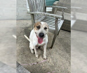 Mutt Dogs for adoption in Pearland, TX, USA