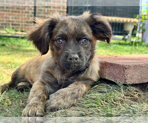 Colonial Cocker Spaniel-Unknown Mix Dogs for adoption in Gloversville, NY, USA