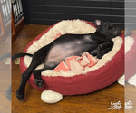 Small #5 Labrador Retriever Mix