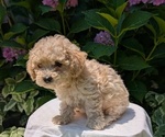 Small #4 Cavapoo