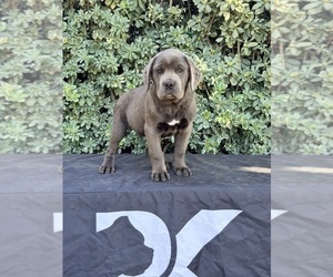 Medium Cane Corso