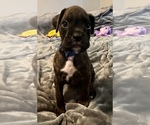 Mr Blue - Male Boxer Puppy for Sale - Photo #7