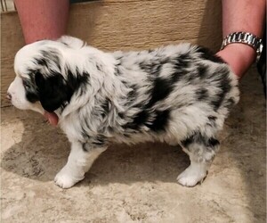 Miniature Australian Shepherd Puppy for Sale in SALEM, Oregon USA