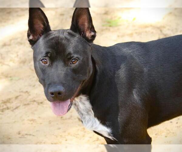 Medium Photo #2 Mutt Puppy For Sale in Tallahassee, FL, USA