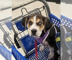 Small Photo #1 Beagle-Unknown Mix Puppy For Sale in Wheaton, IL, USA