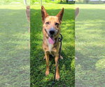 Small #5 Australian Kelpie-German Shepherd Dog Mix