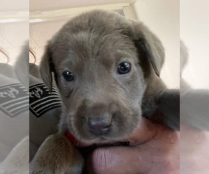 Labrador Retriever Puppy for sale in OSYKA, MS, USA