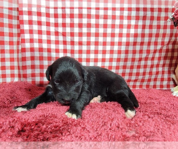 Medium Photo #76 Golden Mountain Dog Puppy For Sale in BLACK FOREST, CO, USA