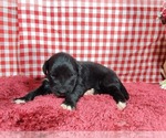 Small Photo #76 Golden Mountain Dog Puppy For Sale in BLACK FOREST, CO, USA