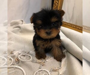 Yorkshire Terrier Puppy for sale in WHARTON, NJ, USA