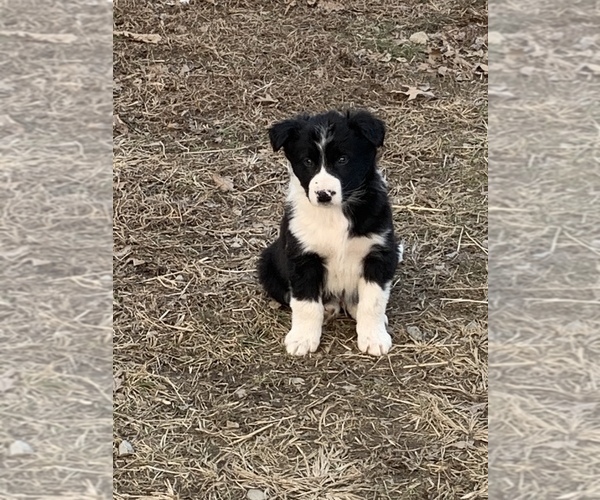 View Ad Australian Cattle DogBorder Collie Mix Litter of