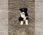Small Photo #1 Australian Cattle Dog-Border Collie Mix Puppy For Sale in ODIN, IL, USA