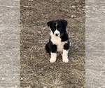 Small Australian Cattle Dog-Border Collie Mix