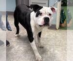 Small Photo #3 Bulldog-Unknown Mix Puppy For Sale in Rustburg, VA, USA