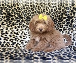 Small #5 ShihPoo