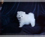 Small #2 Pomeranian