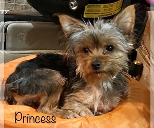 Yorkshire Terrier Puppy for sale in PIEDMONT, OH, USA