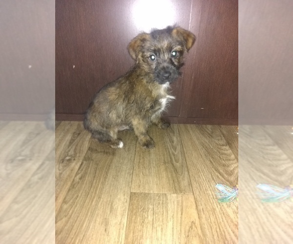 Full screen Photo #2 -Yorkshire Terrier Mix Puppy For Sale in LAPEER, MI, USA