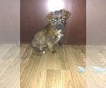 Small Photo #2 -Yorkshire Terrier Mix Puppy For Sale in LAPEER, MI, USA