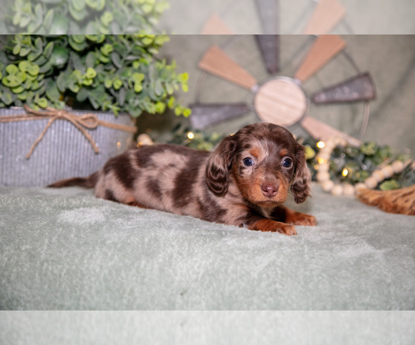 Medium Photo #1 Dachshund Puppy For Sale in NAPPANEE, IN, USA