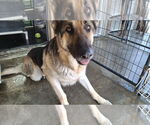 Small #51 German Shepherd Dog