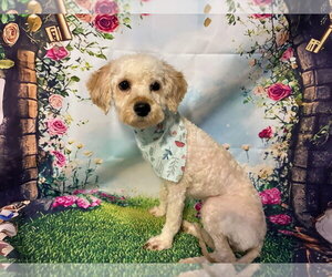 Bichon Frise Dogs for adoption in Lawrenceville, NJ, USA
