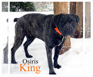 Father of the Cane Corso puppies born on 03/31/2026